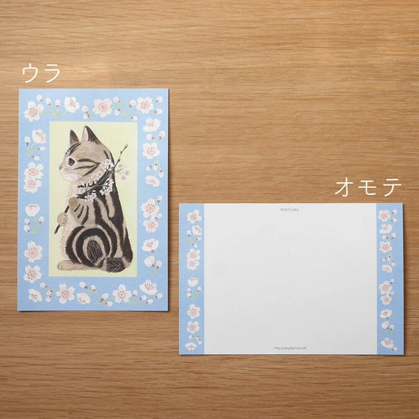 Cherry Blossom Amesho - Postcard