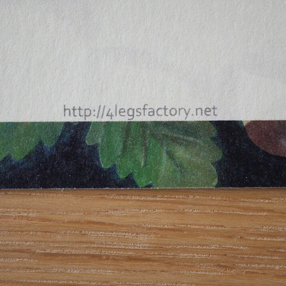 Mushroom Forest - Postcard